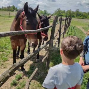 jornada-ecuestre-paseo-y-cuidado-de-caballos