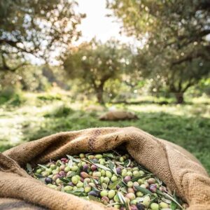 ruta-del-aceite-de-la-oliva-a-la-botella